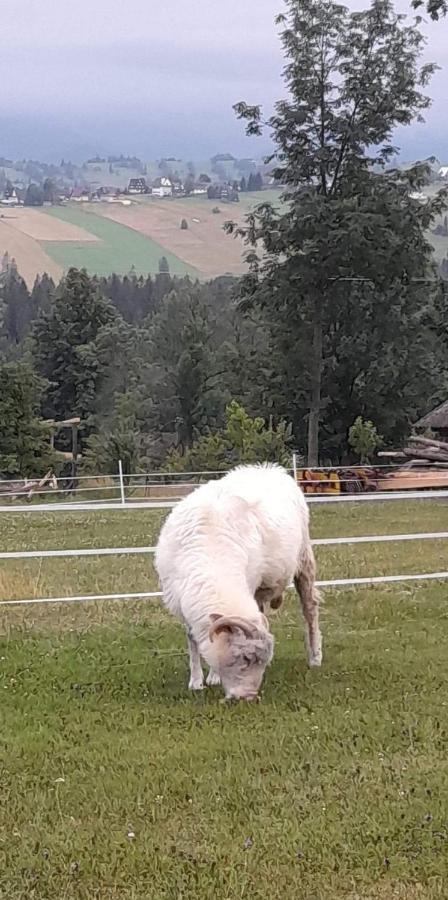 U Szostaka Appartement Bańska Buitenkant foto